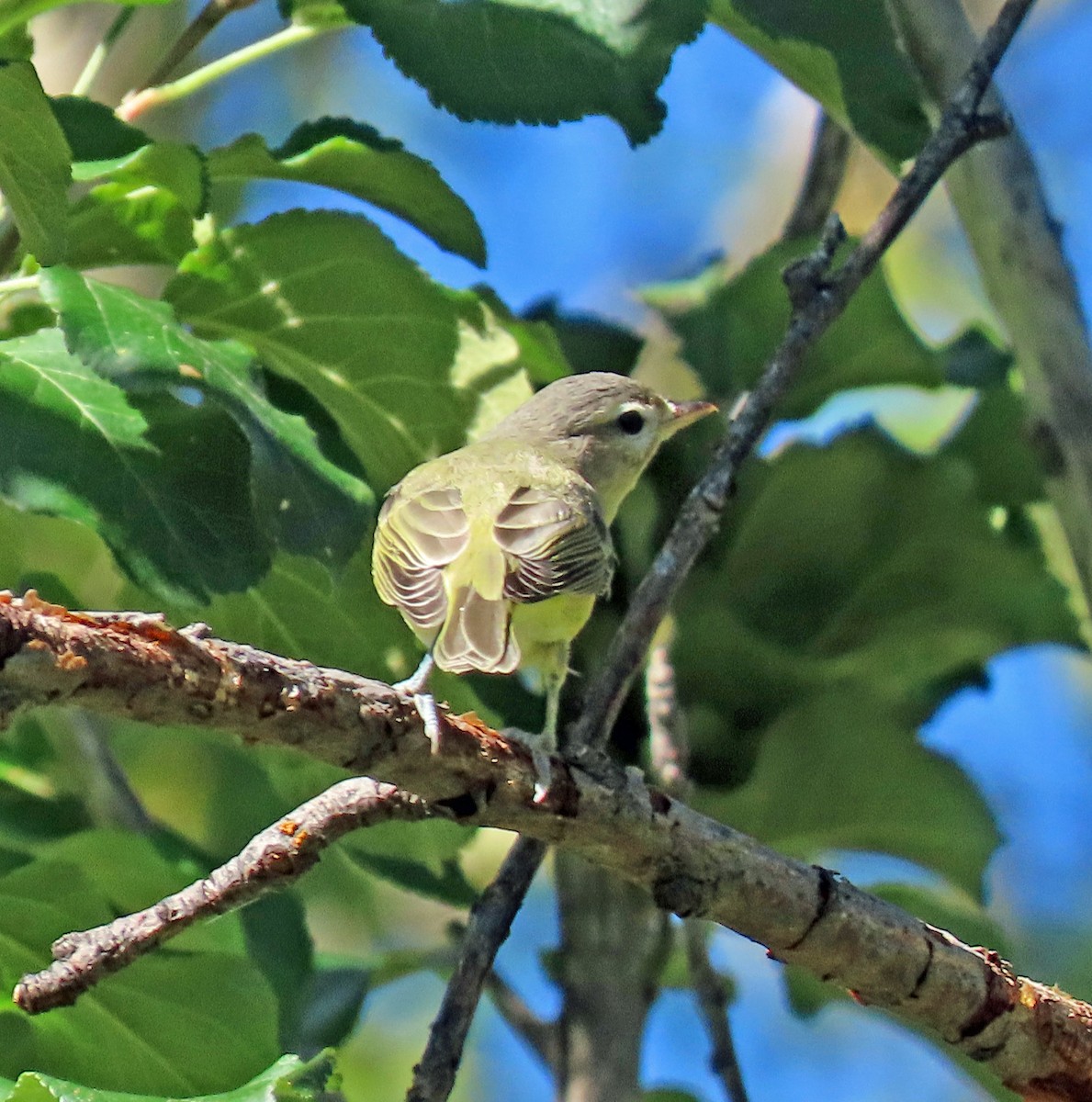 Warbling Vireo - ML608329907