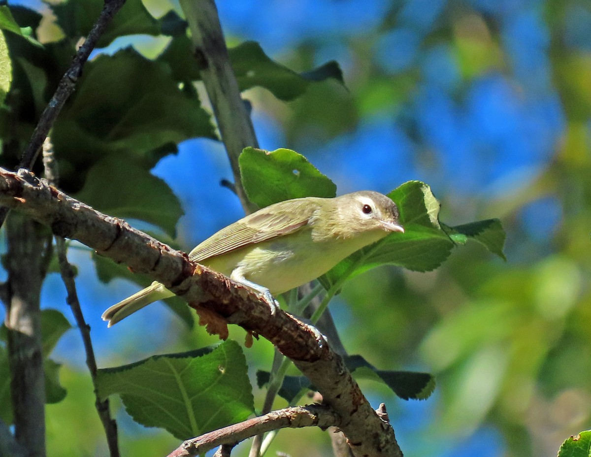 Warbling Vireo - ML608329908