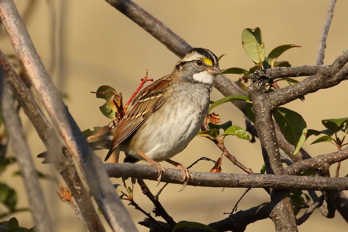 White-throated Sparrow - gord smith