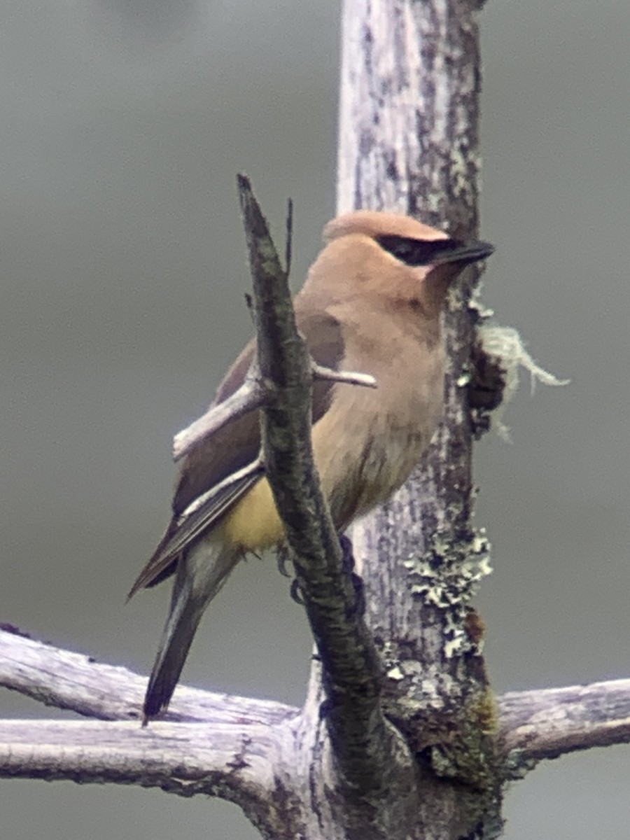 Cedar Waxwing - ML608330140