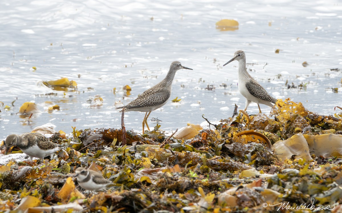 Lesser Yellowlegs - ML608330294