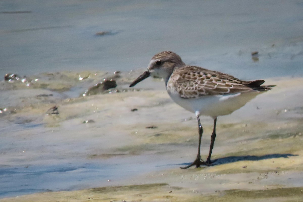 Semipalmated Sandpiper - ML608330423