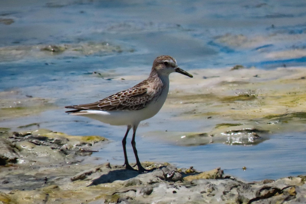 Semipalmated Sandpiper - ML608330424