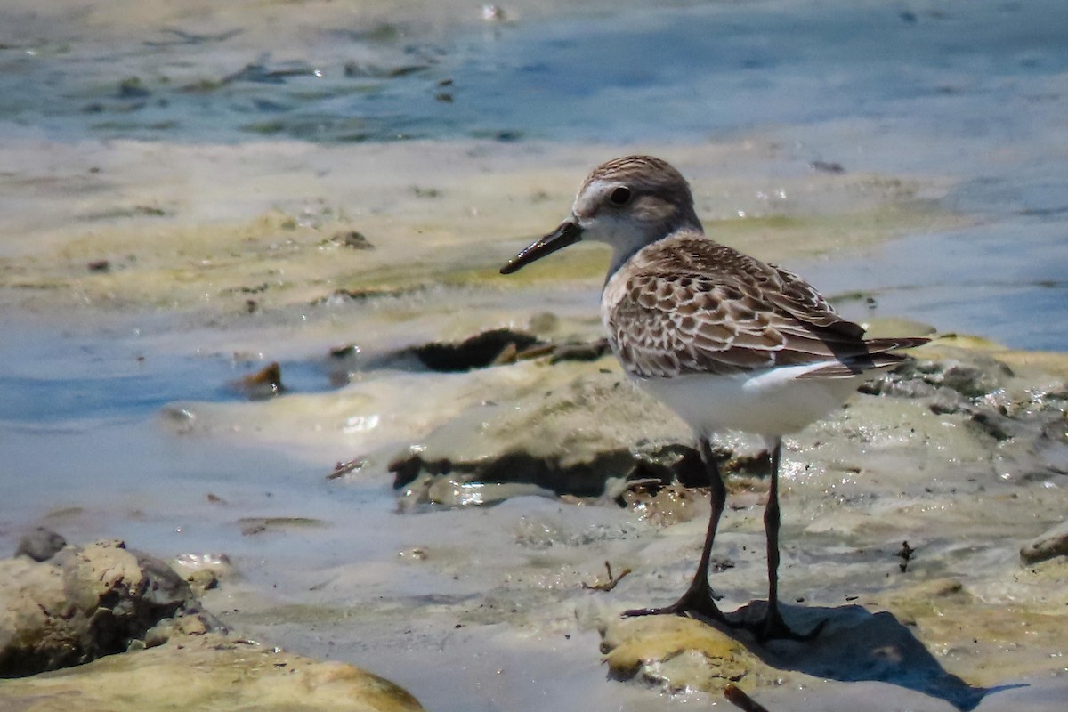 Semipalmated Sandpiper - ML608330425