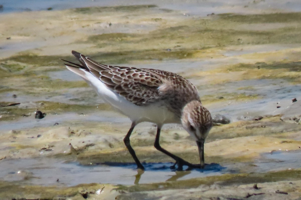 Semipalmated Sandpiper - ML608330427