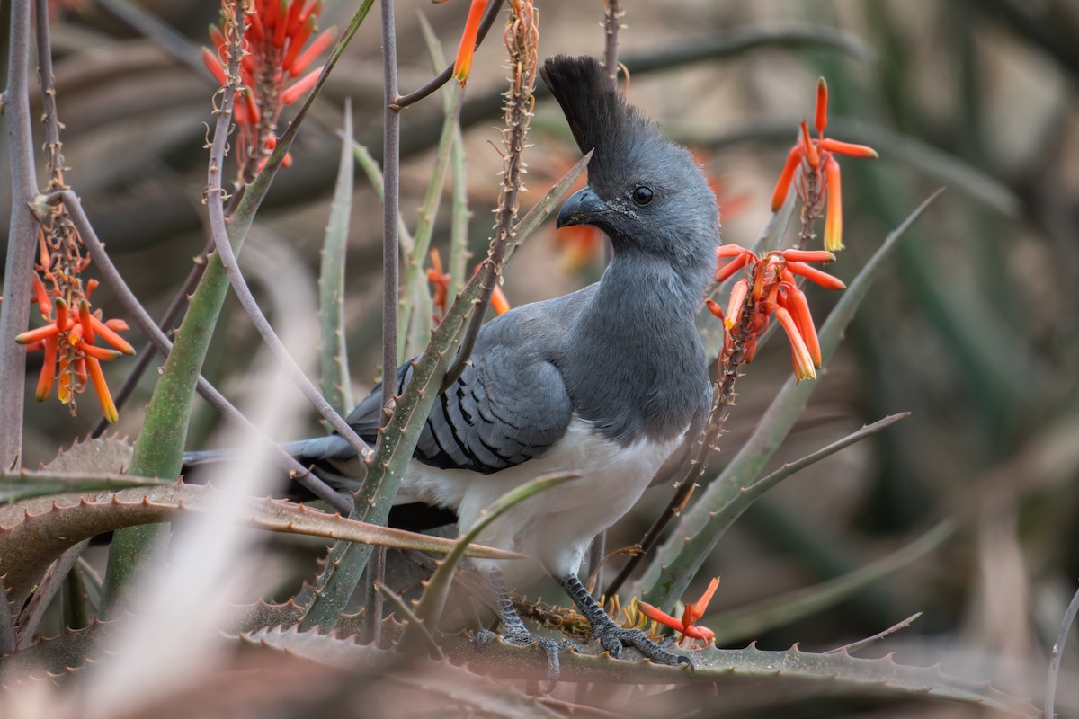 White-bellied Go-away-bird - ML608330554