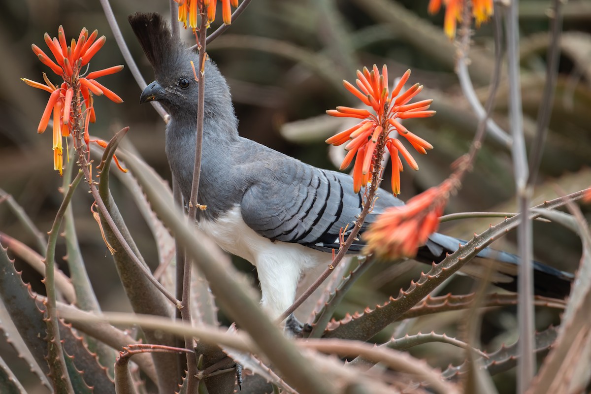 White-bellied Go-away-bird - ML608330555