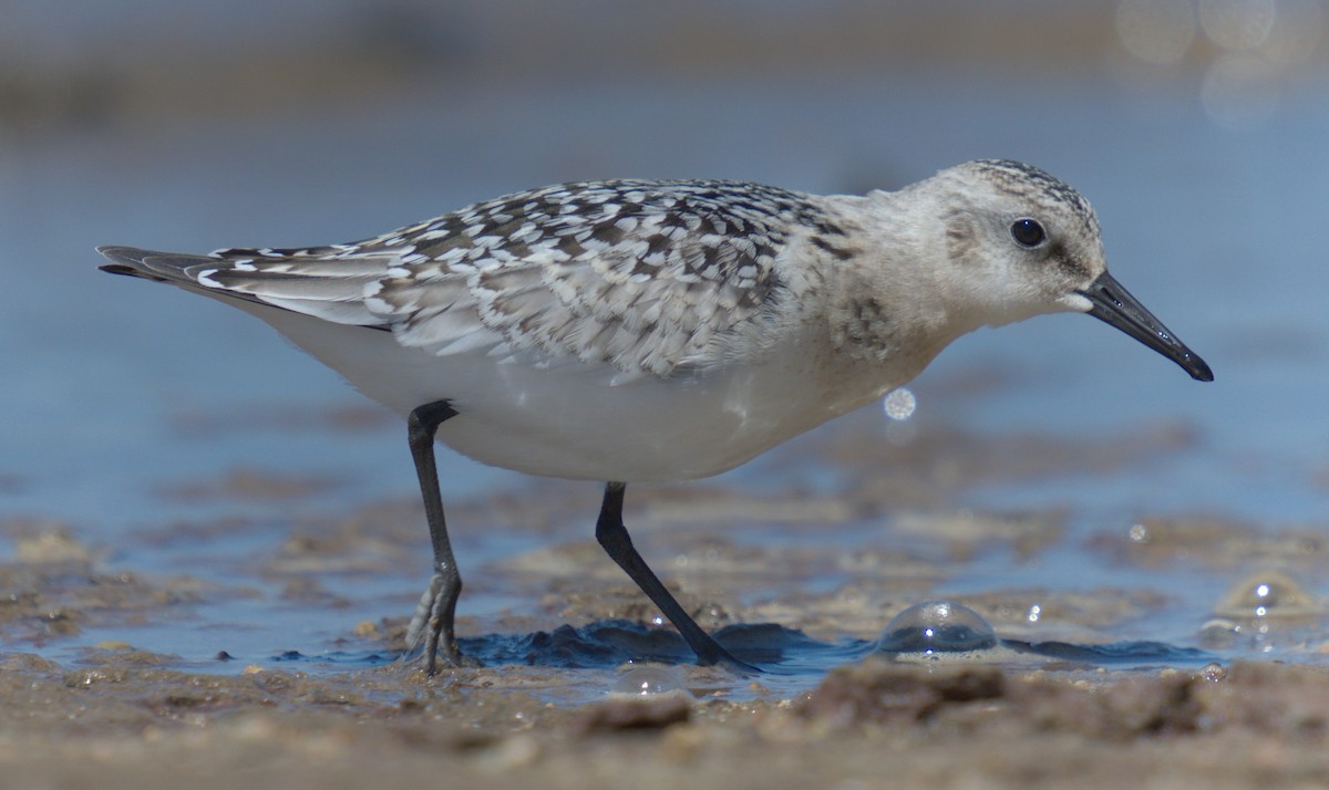 Sanderling - ML608330631