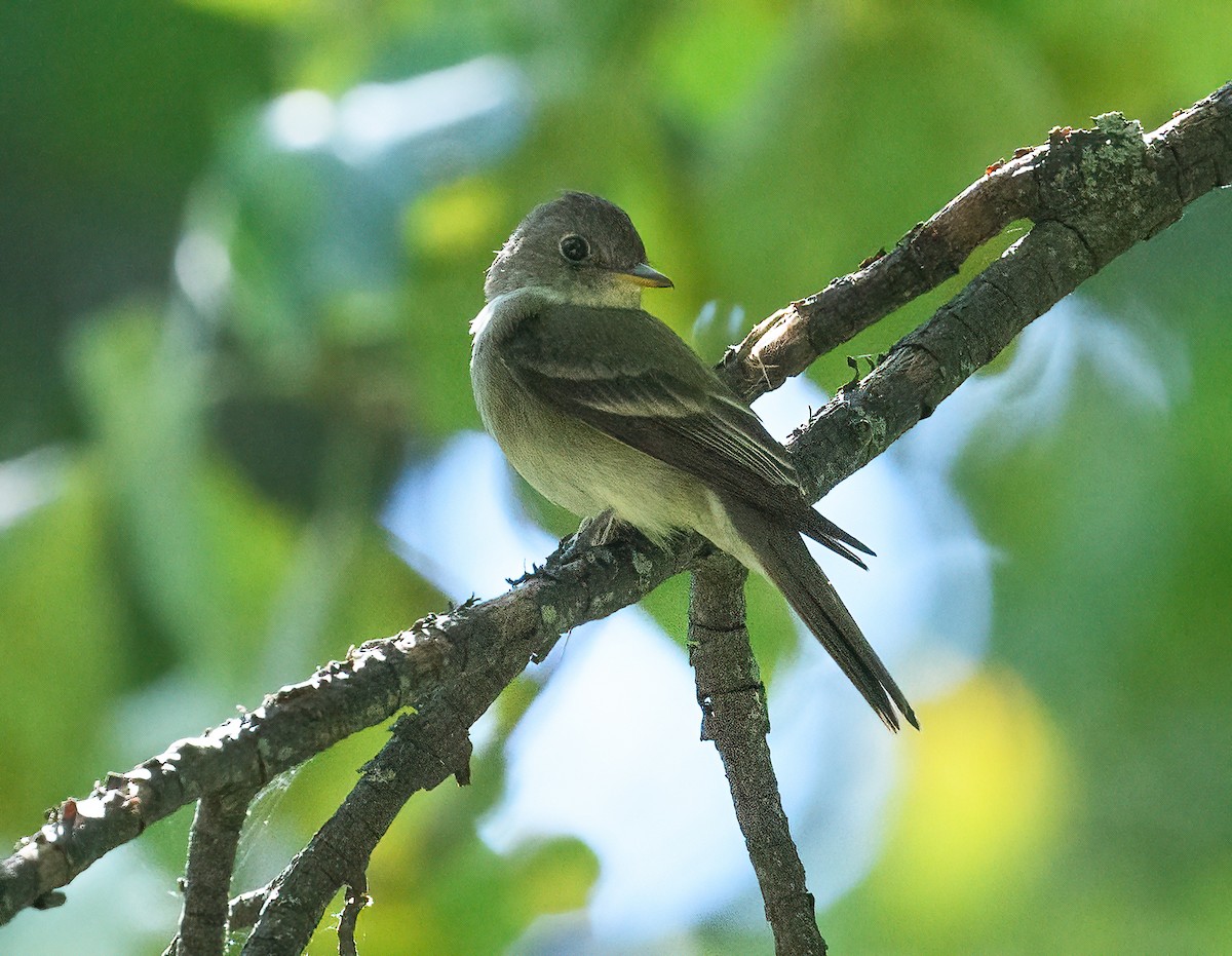 Eastern Wood-Pewee - ML608330692