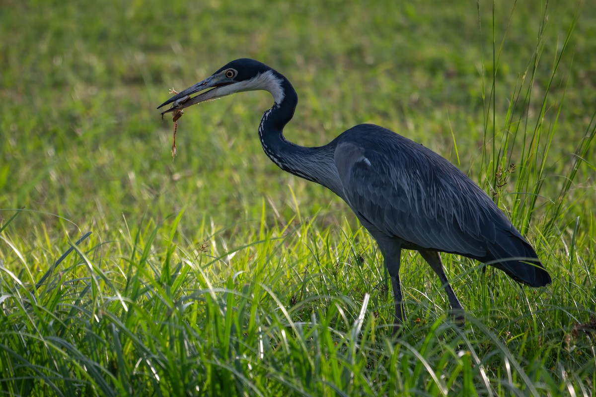 Garza Cabecinegra - ML608330719