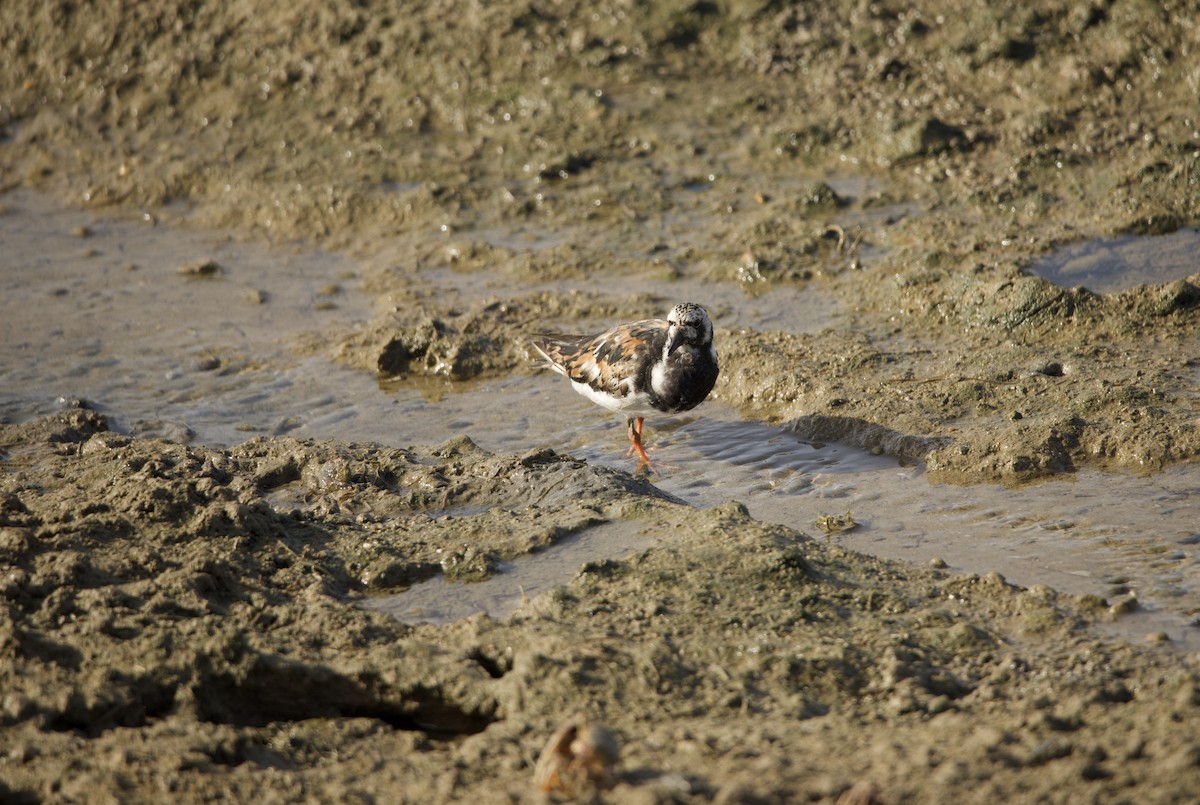 Ruddy Turnstone - ML608330728