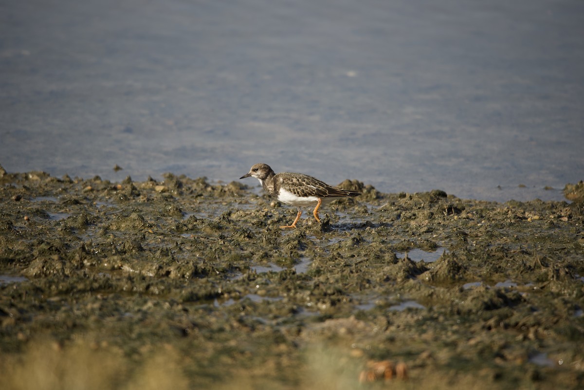 Ruddy Turnstone - ML608330730