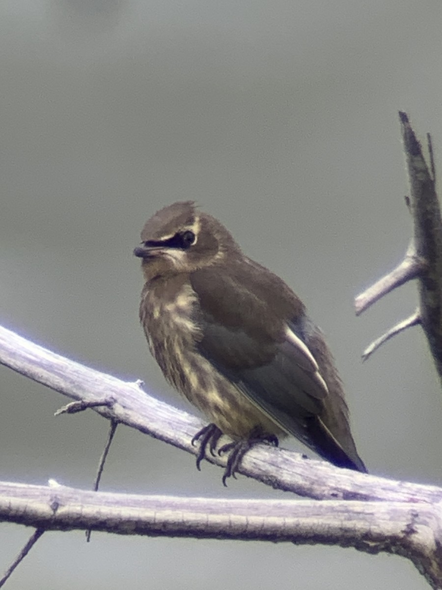 Cedar Waxwing - ML608330779