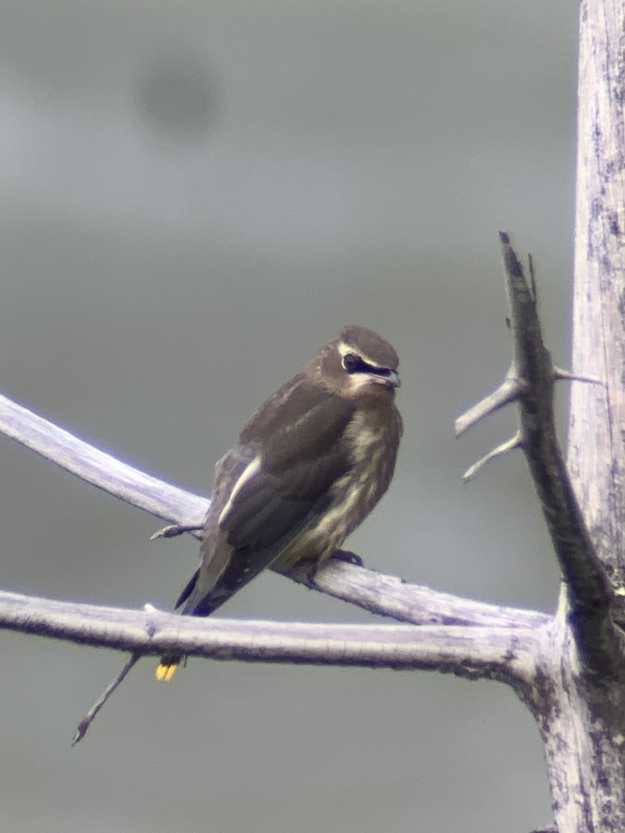 Cedar Waxwing - ML608330781