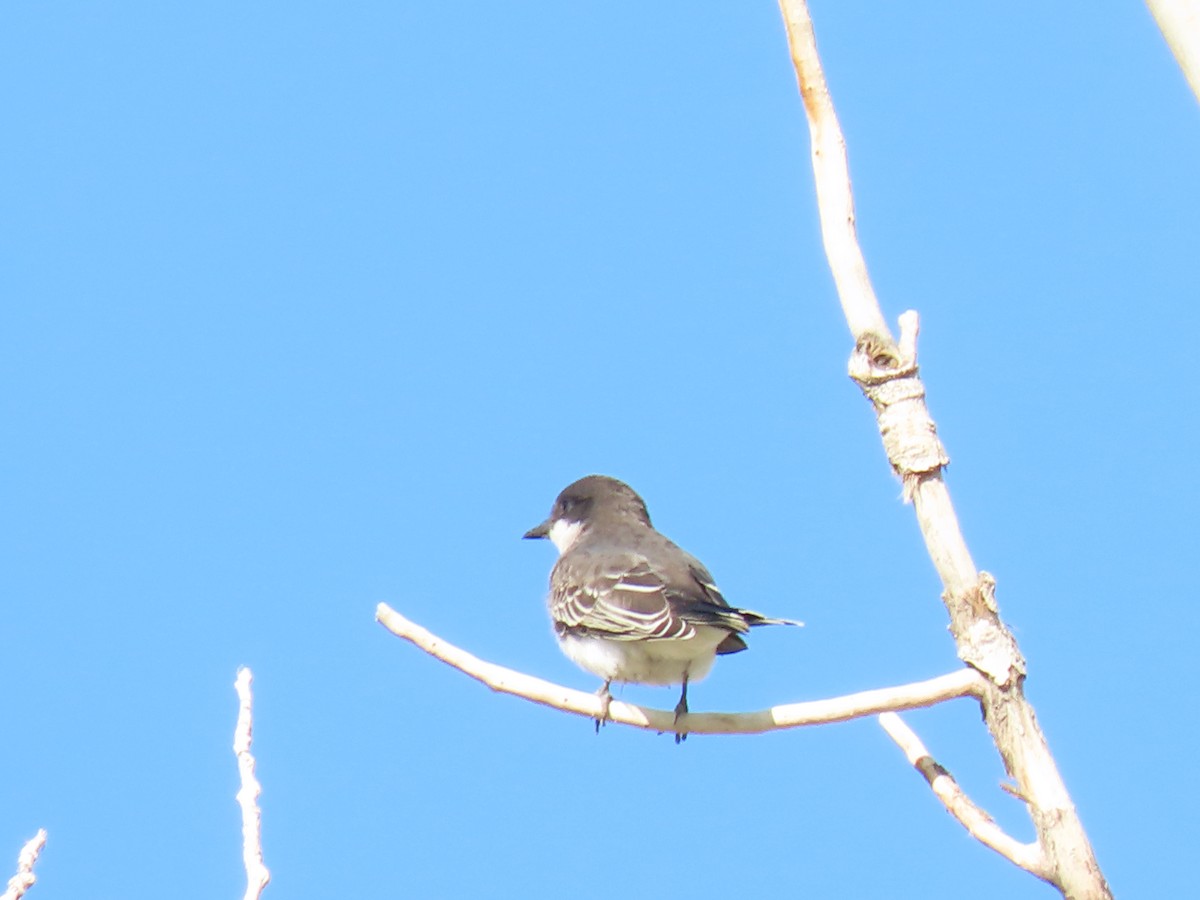 Eastern Kingbird - Brent Thomas