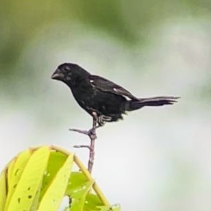 Thick-billed Seed-Finch - Liliana Matute Mandujano