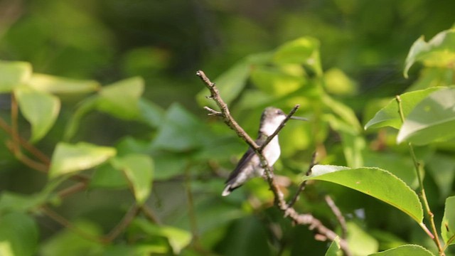 Yakut Boğazlı Kolibri - ML608330944