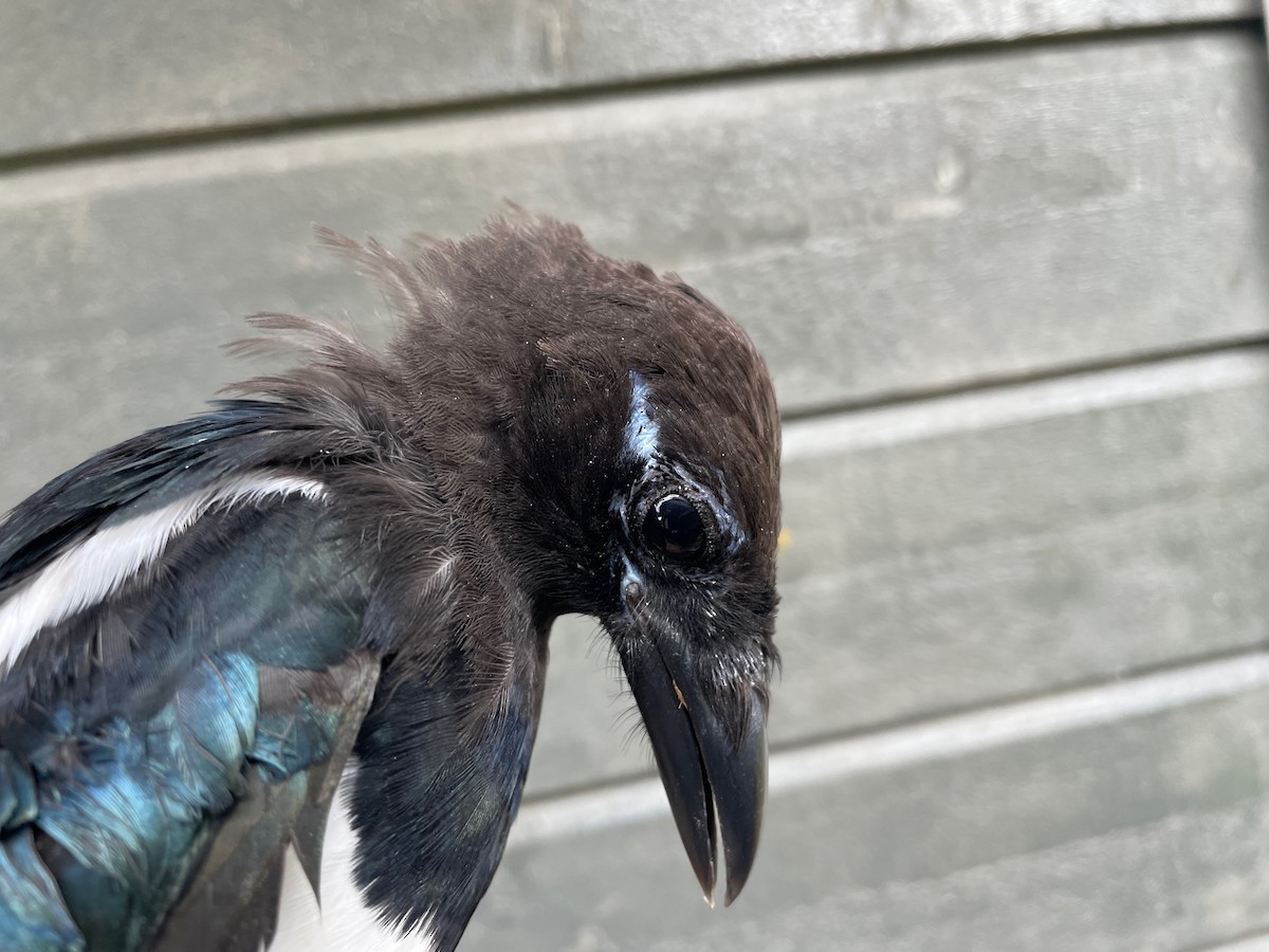 Eurasian Magpie (Eurasian) - ML608330998