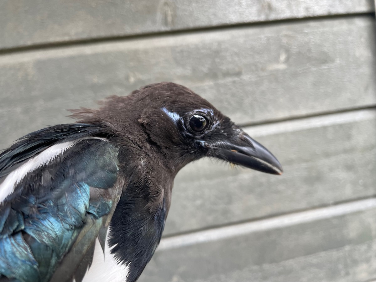 Eurasian Magpie (Eurasian) - ML608330999