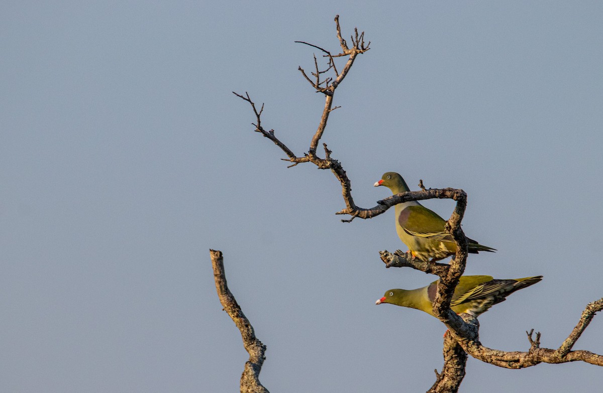 African Green-Pigeon - ML608331096