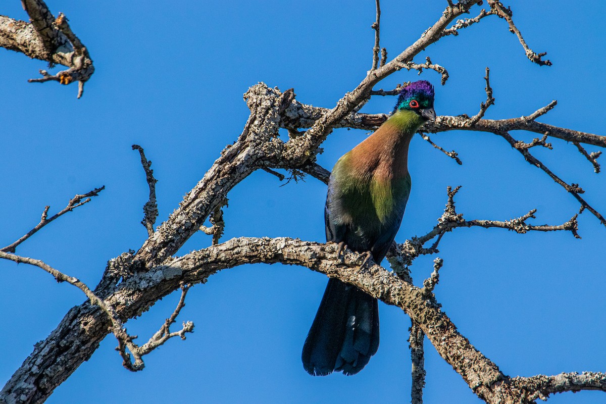 Purple-crested Turaco - ML608331118