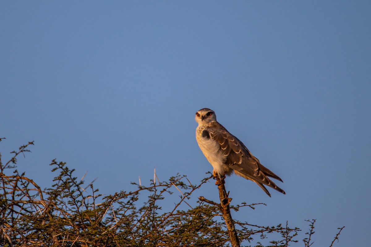 Black-winged Kite - Callum Evans