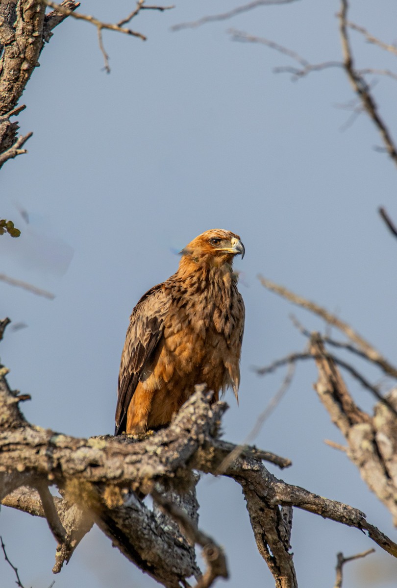 Águila Rapaz - ML608331178