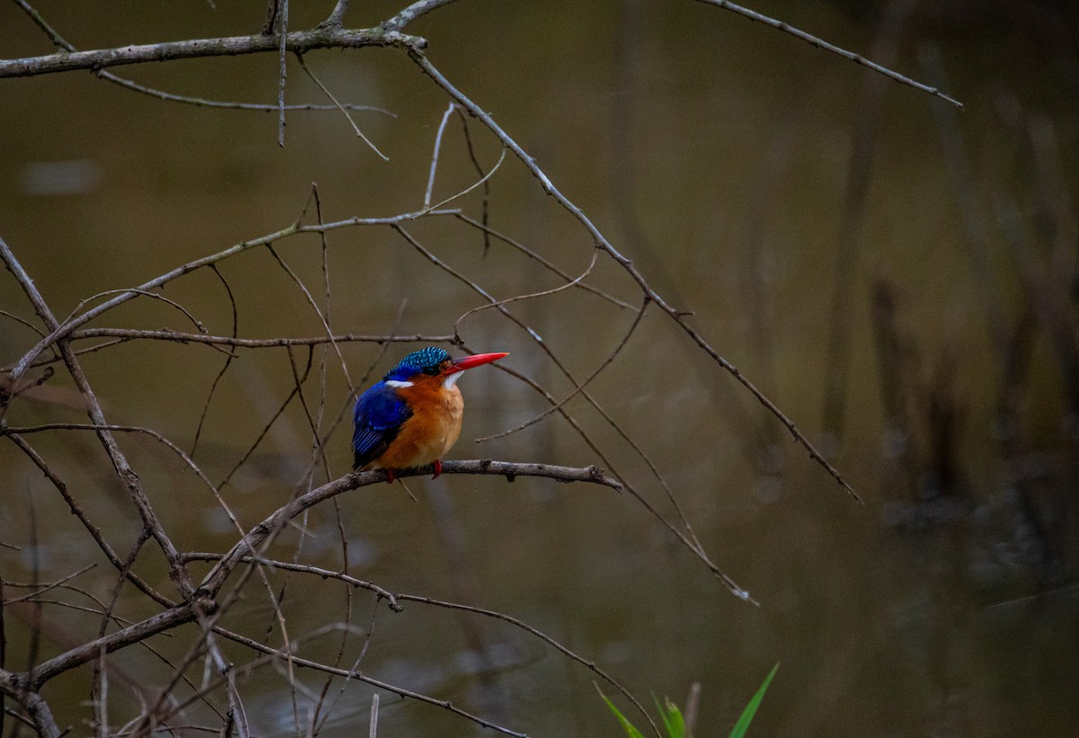 Malachite Kingfisher - ML608331187