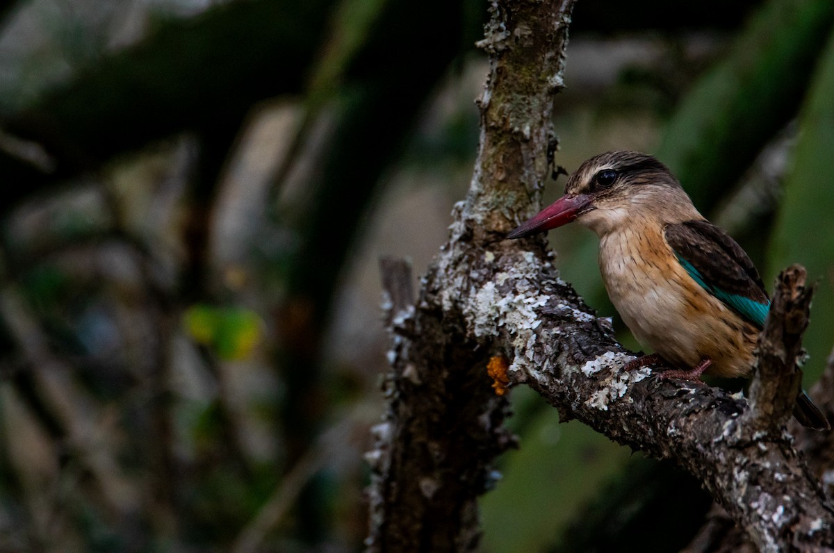 Brown-hooded Kingfisher - Callum Evans