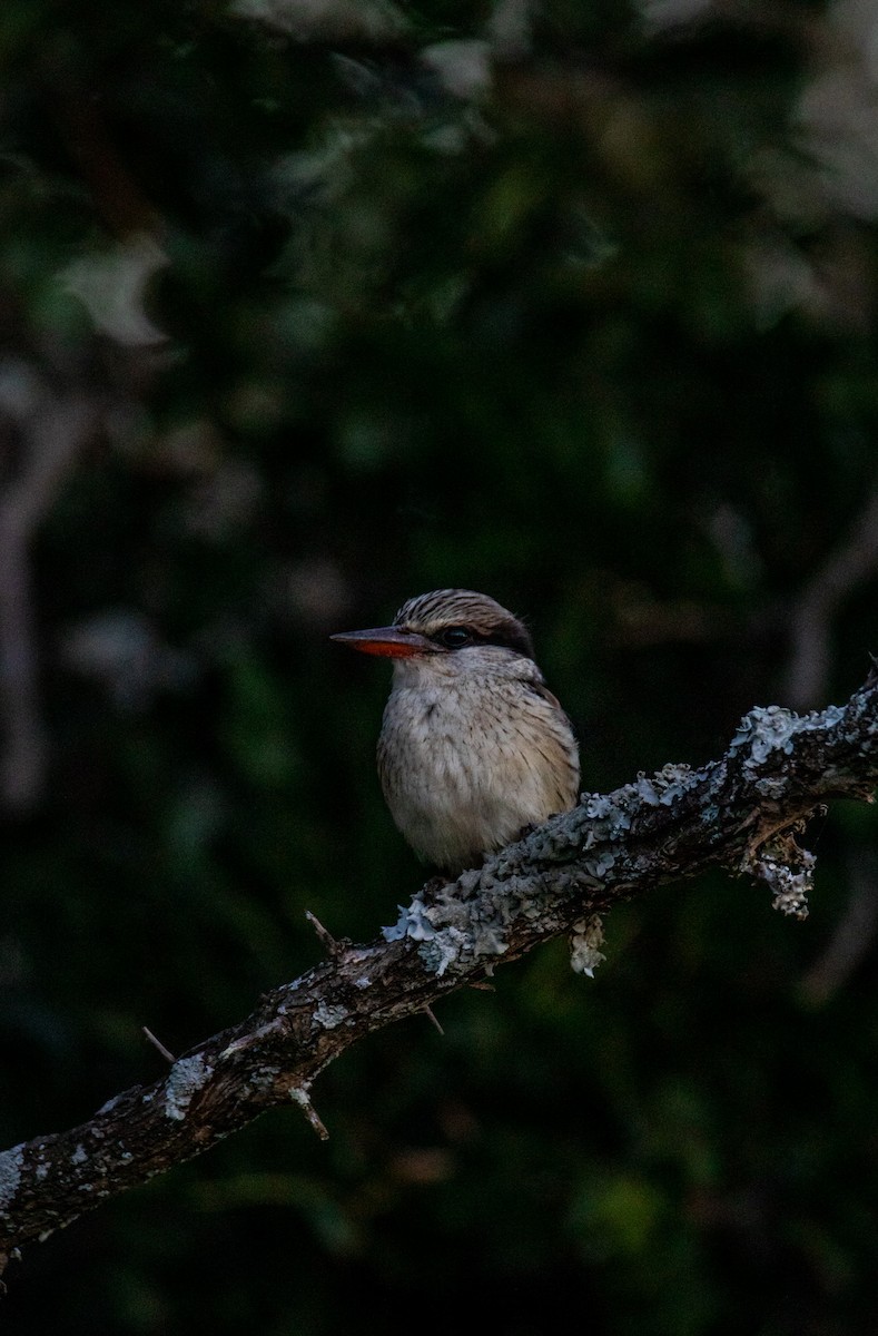 Striped Kingfisher - ML608331220