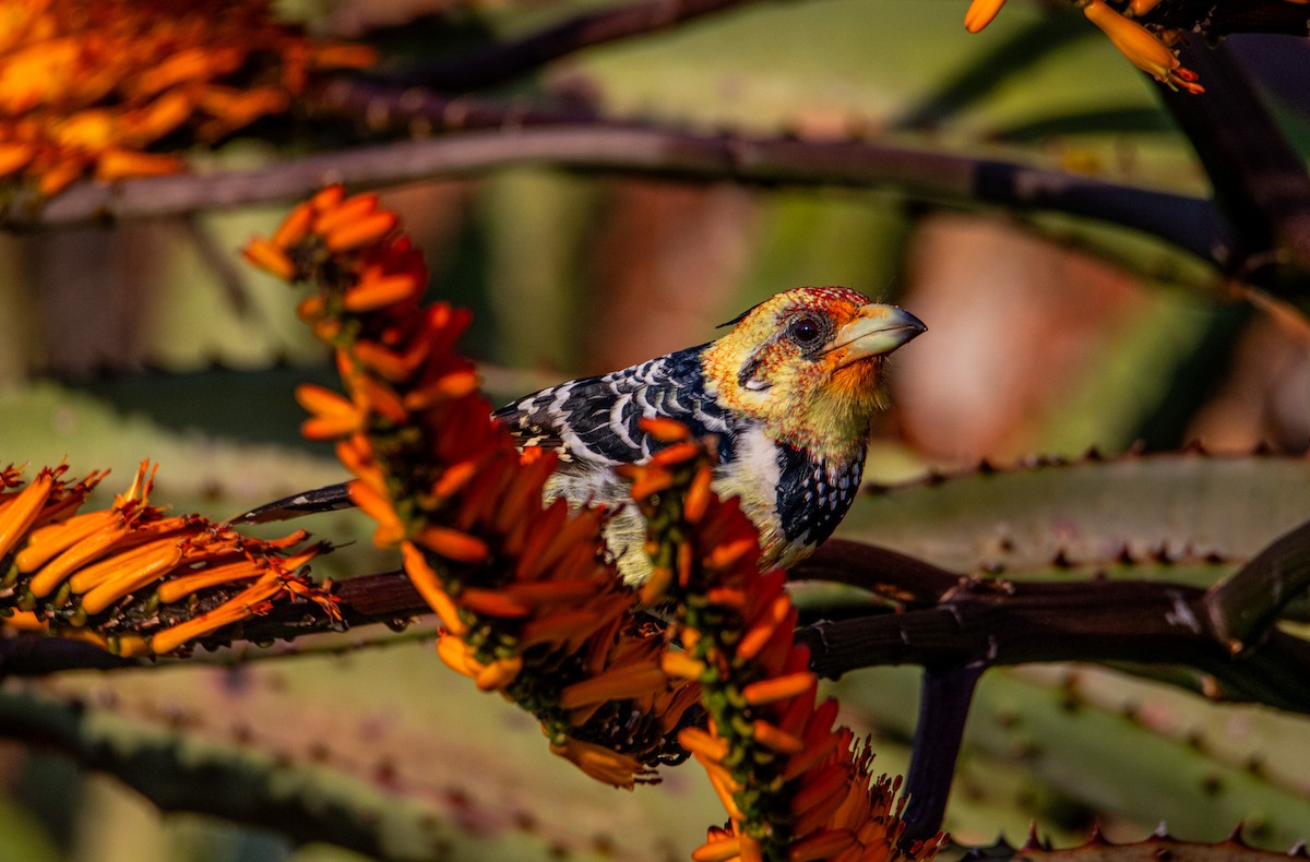 Crested Barbet - ML608331227