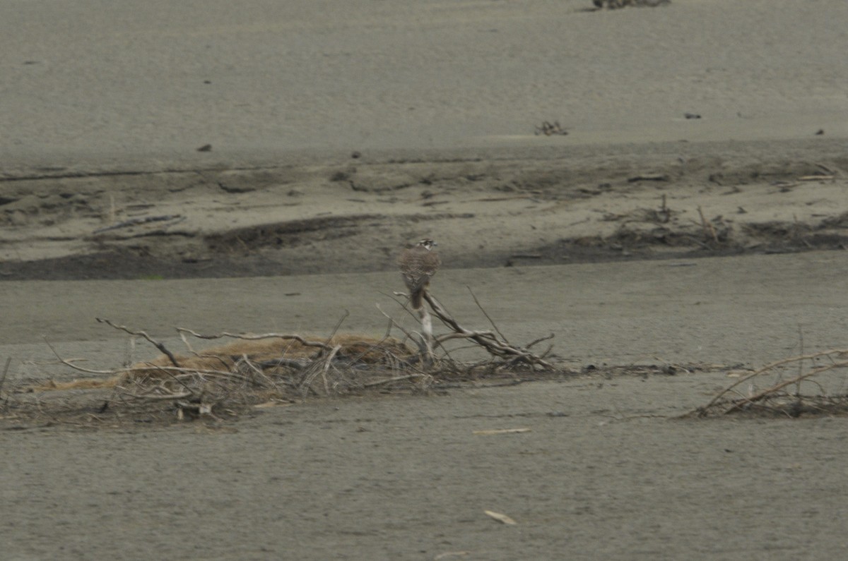 Prairie Falcon - ML608331235