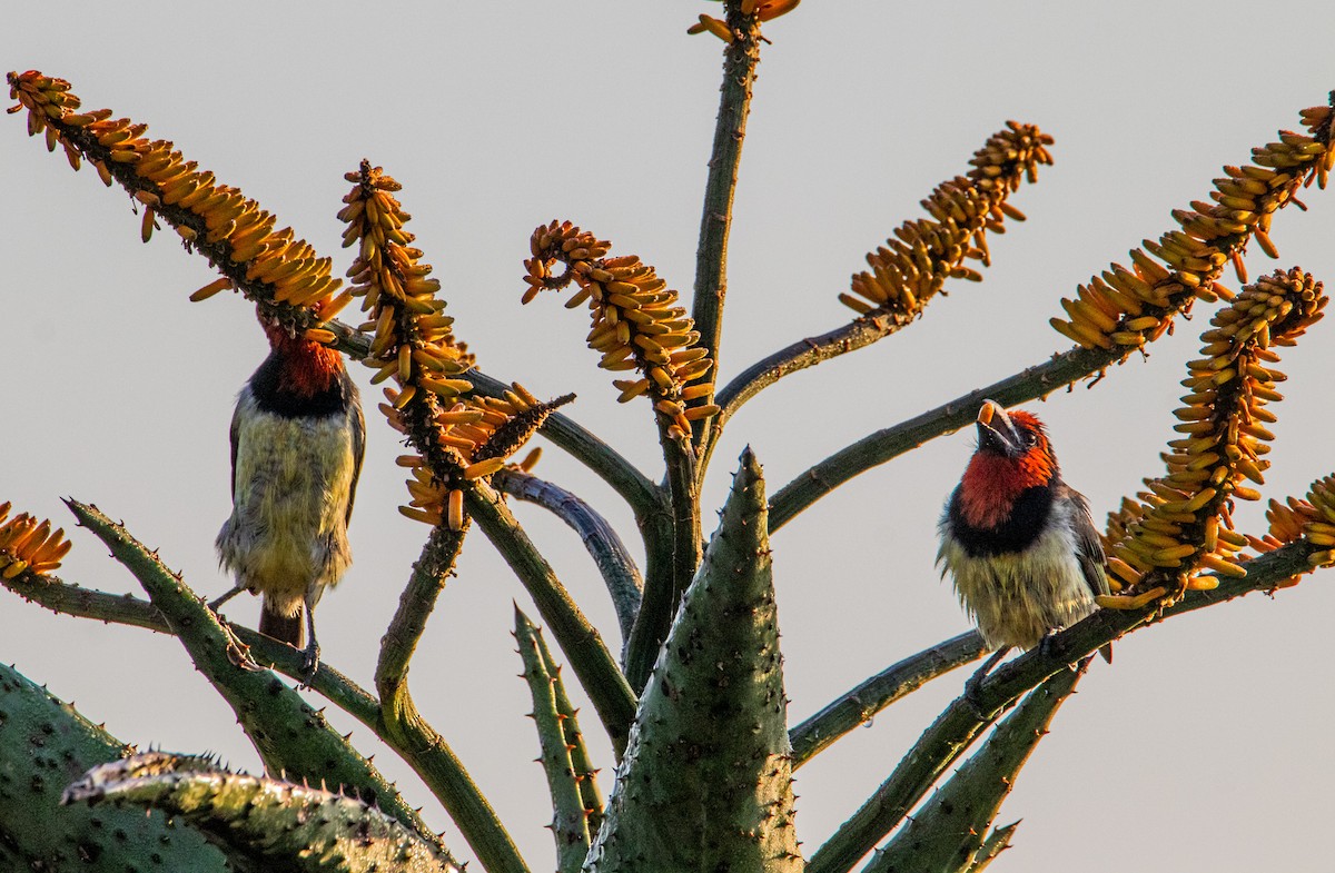 Black-collared Barbet - ML608331247