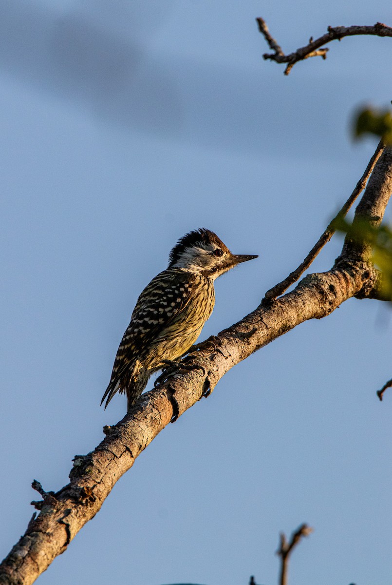 Cardinal Woodpecker - Callum Evans