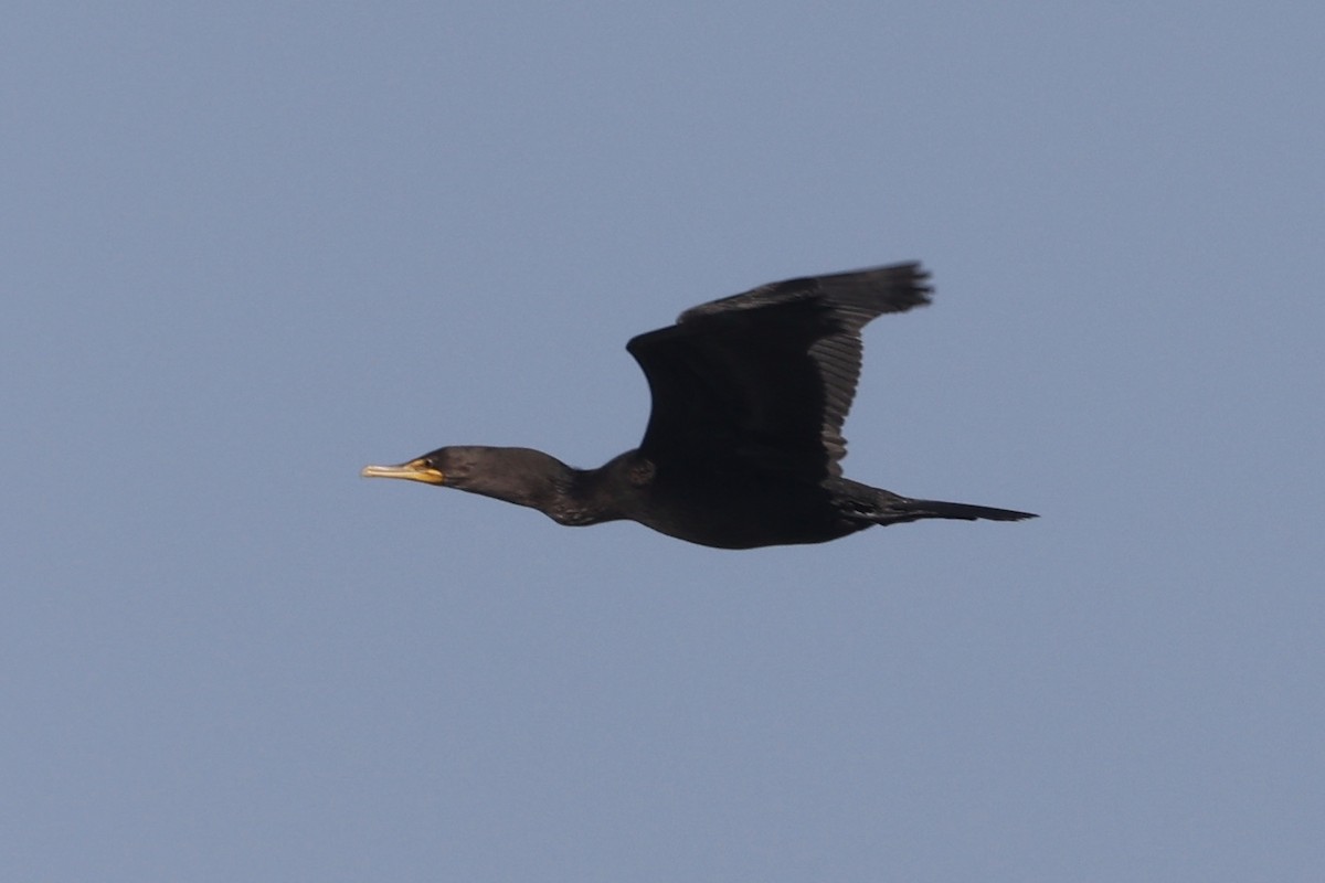 Double-crested Cormorant - Ann Stockert