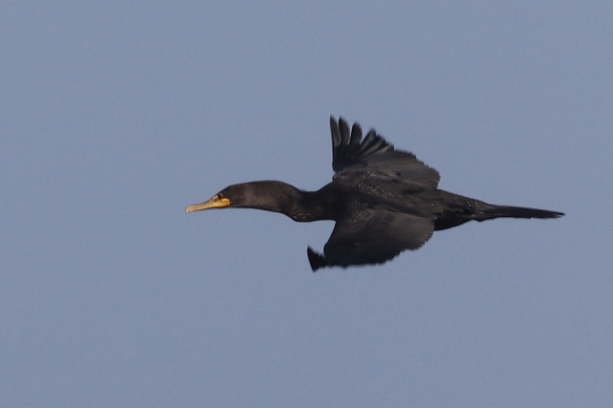 Double-crested Cormorant - Ann Stockert