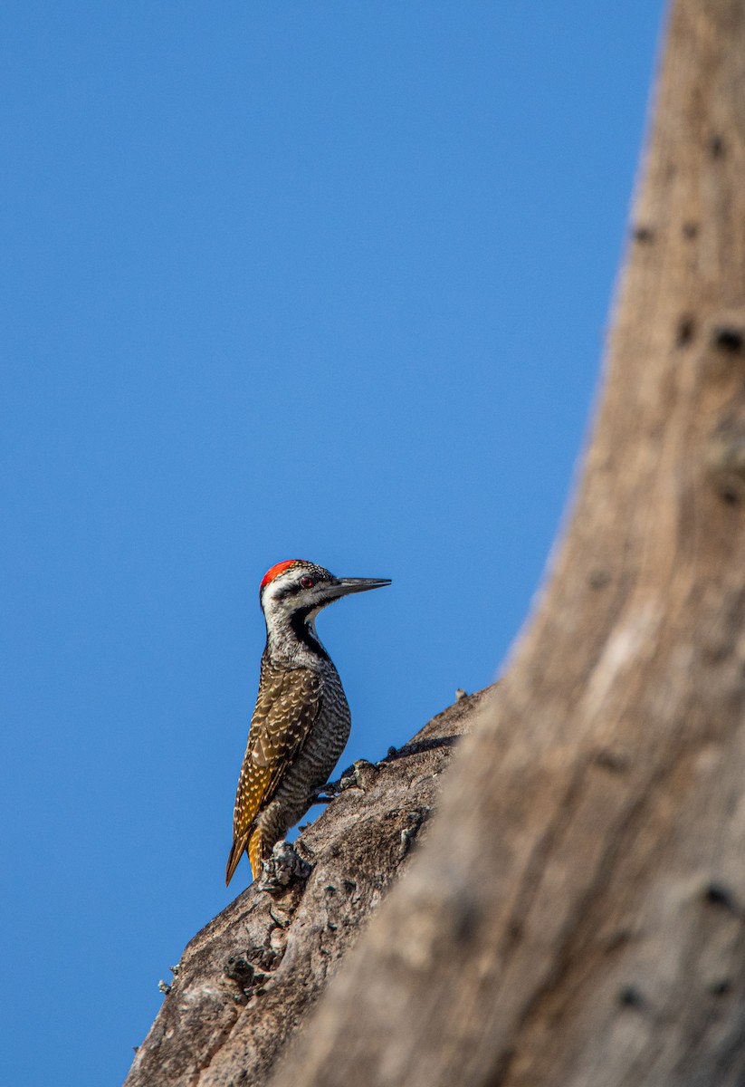 Bearded Woodpecker - Callum Evans