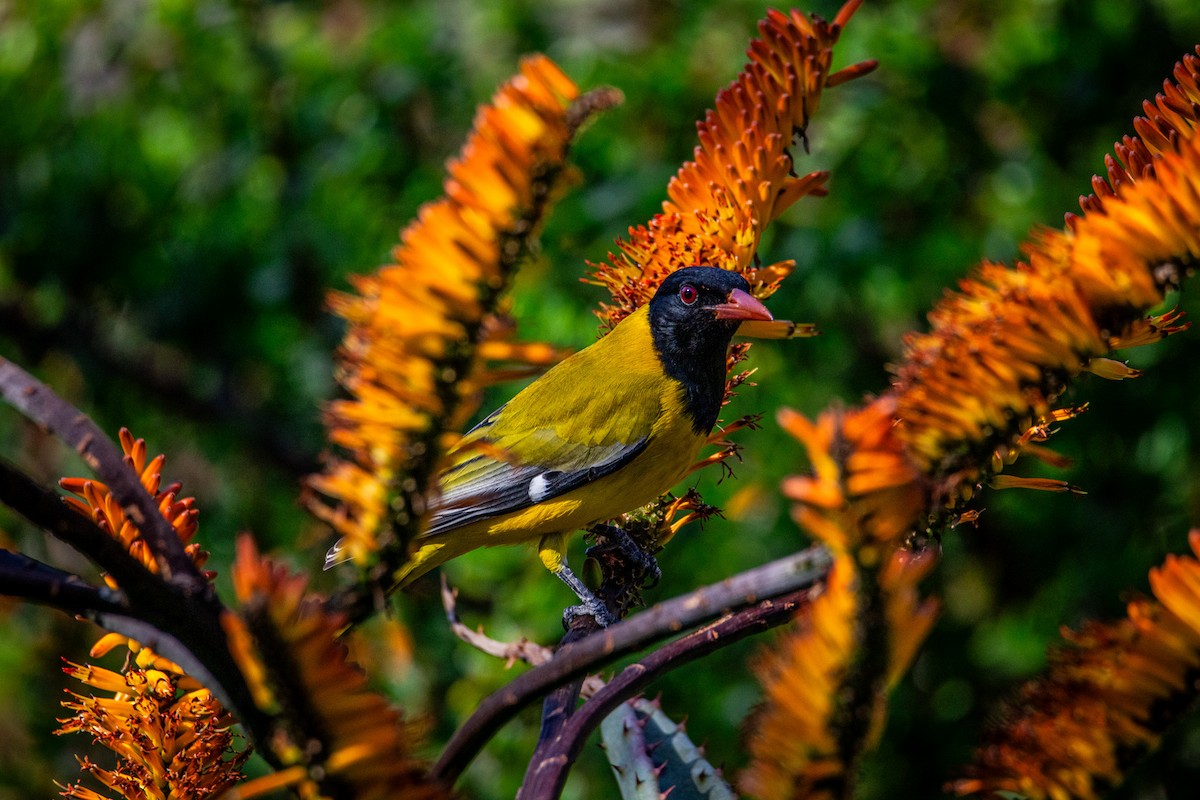 African Black-headed Oriole - ML608331318