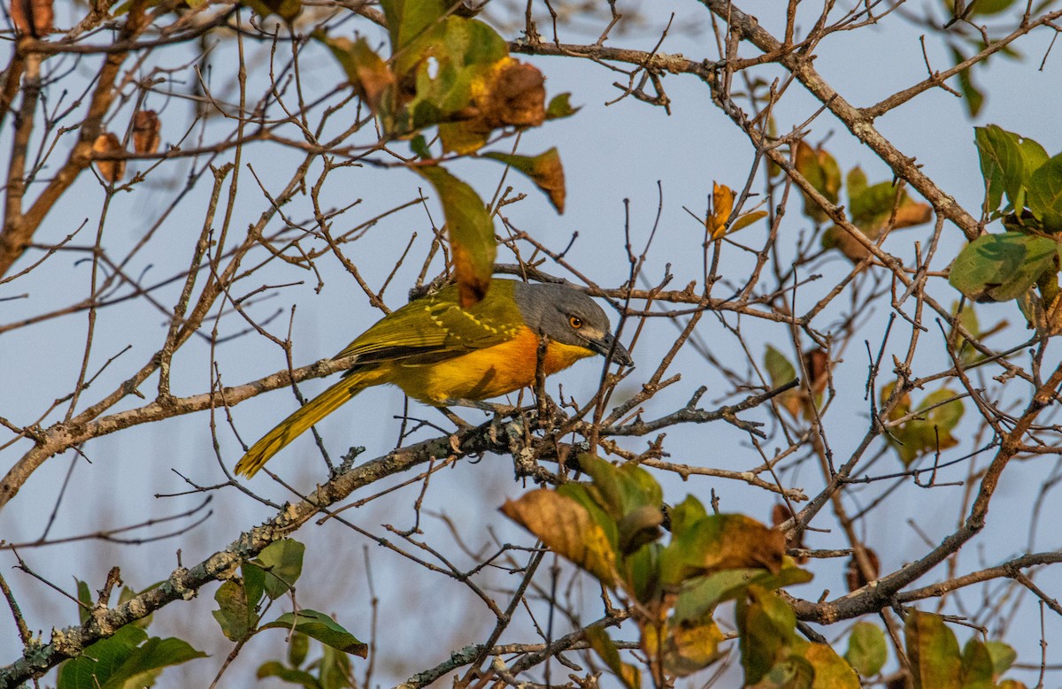 Gray-headed Bushshrike - Callum Evans