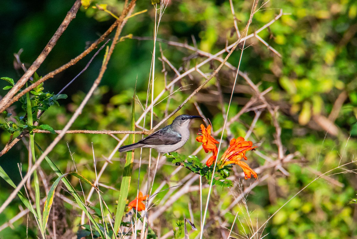 Mouse-colored Sunbird - ML608331374