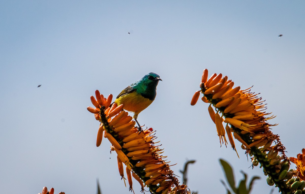 Collared Sunbird - ML608331396