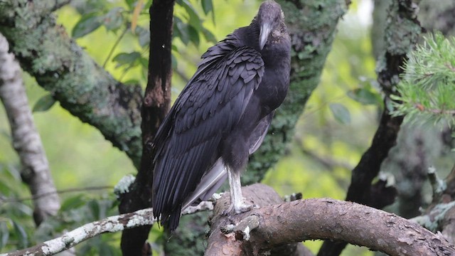 Black Vulture - ML608331465