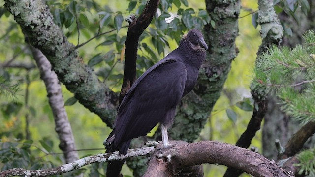 Black Vulture - ML608331466