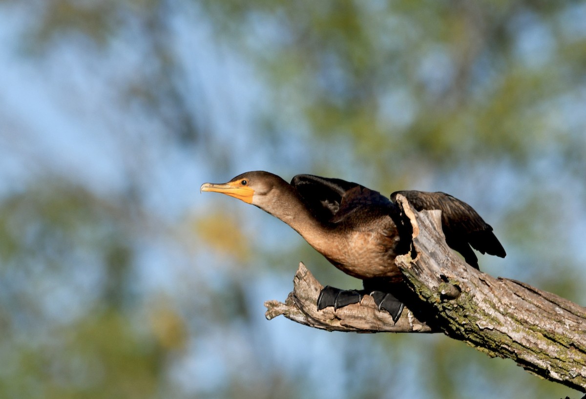 Double-crested Cormorant - ML608331600