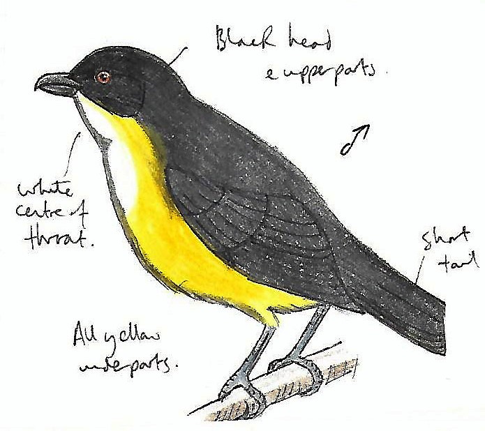 Yellow-bellied Flowerpecker - ML608331733