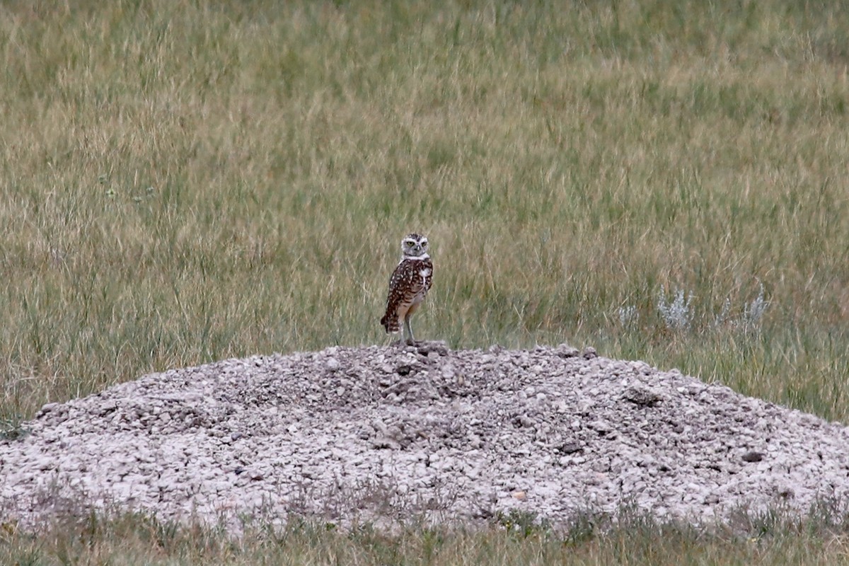 Burrowing Owl - Robert Wheat