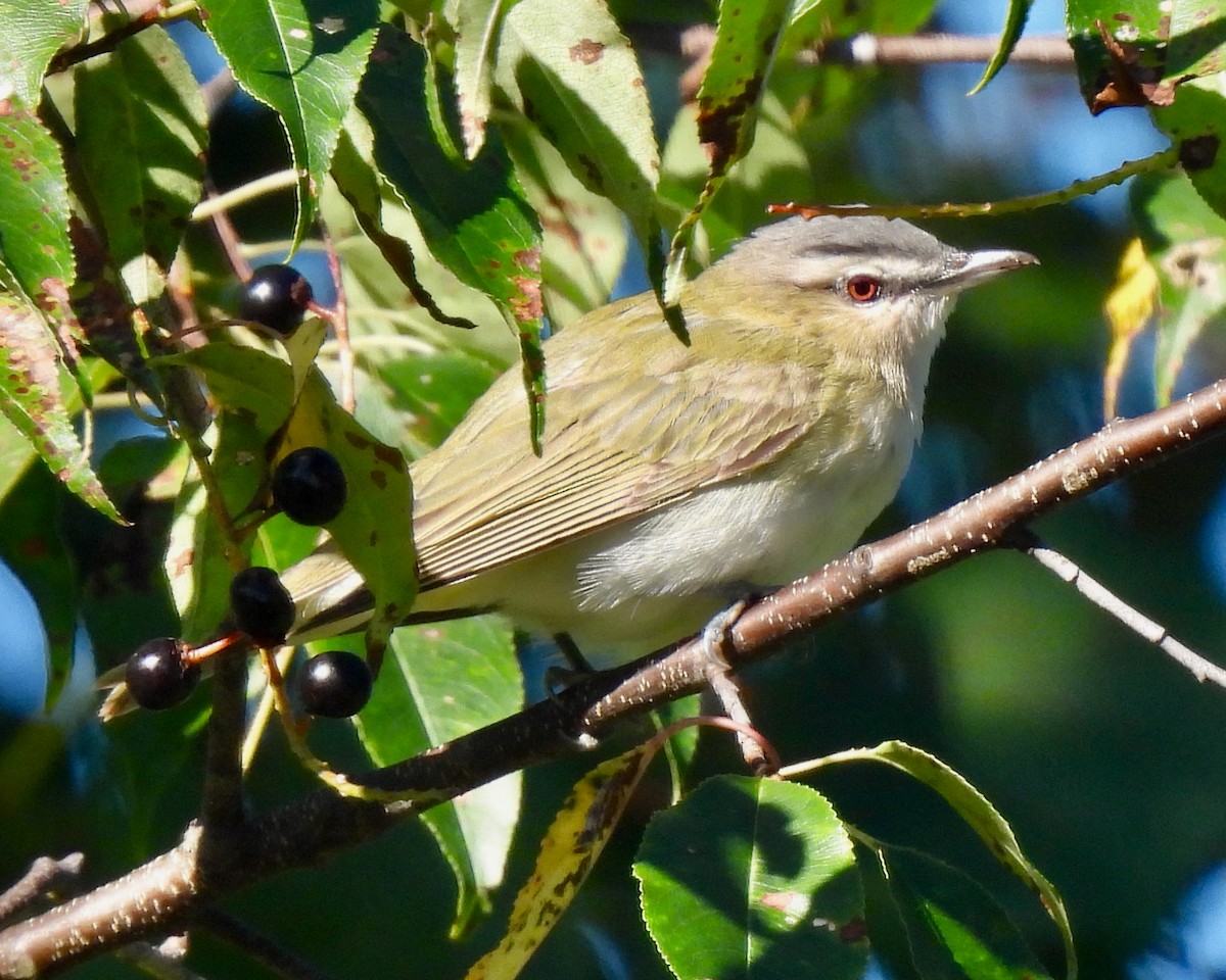 Red-eyed Vireo - ML608331952