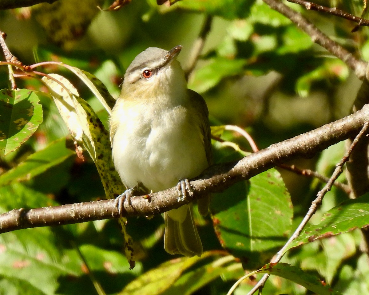 Red-eyed Vireo - ML608331953