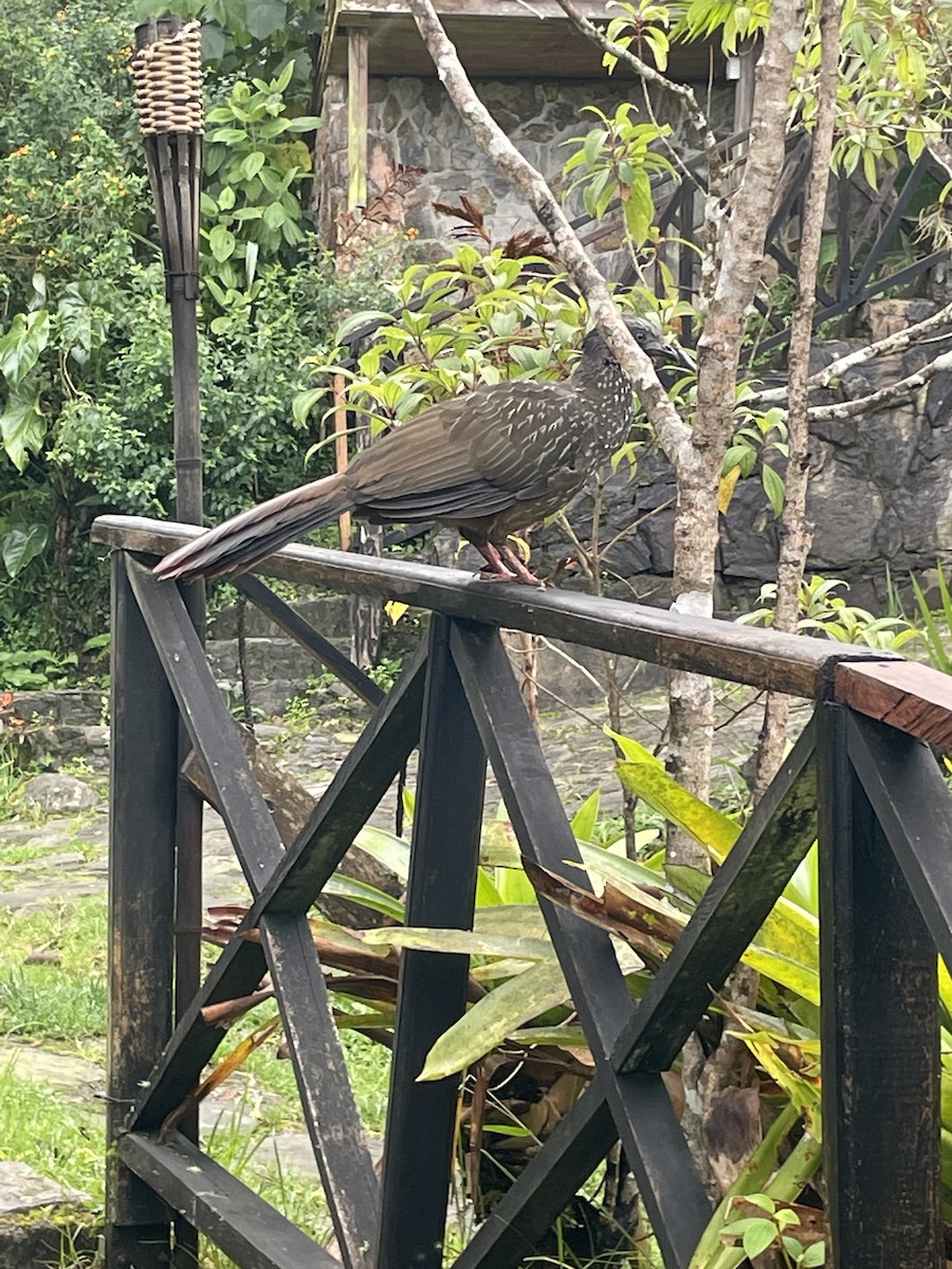Band-tailed Guan - ML608332019