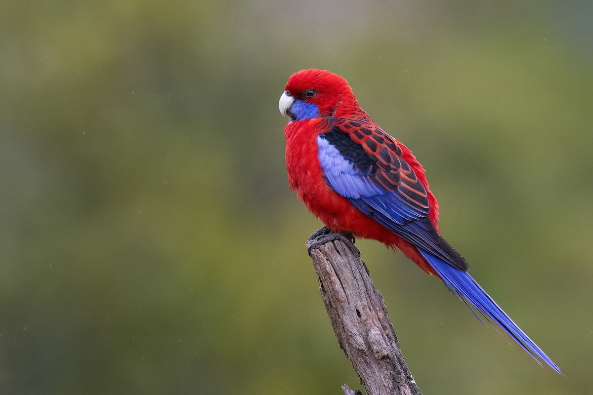 Crimson Rosella - Chris Venetz | Ornis Birding Expeditions